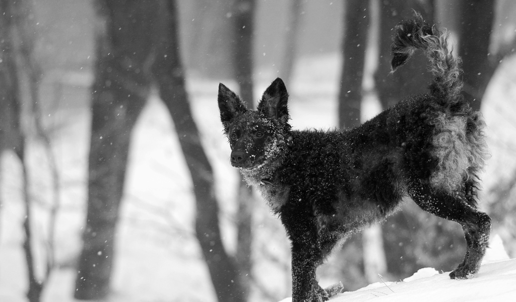 Муди на снегу