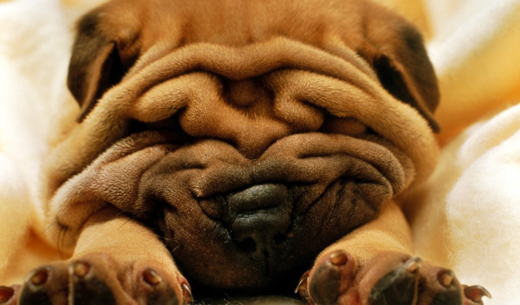 Мистер морщинки