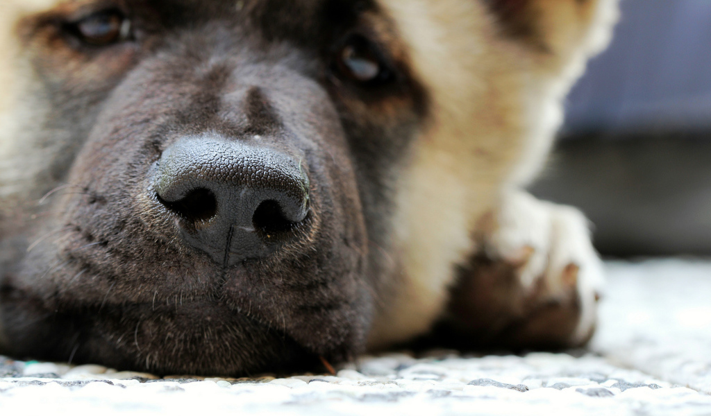 Мордочка американской акиты