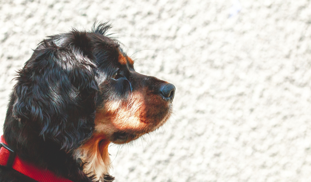 Мордочка кавалер кинг чарльз спаниеля