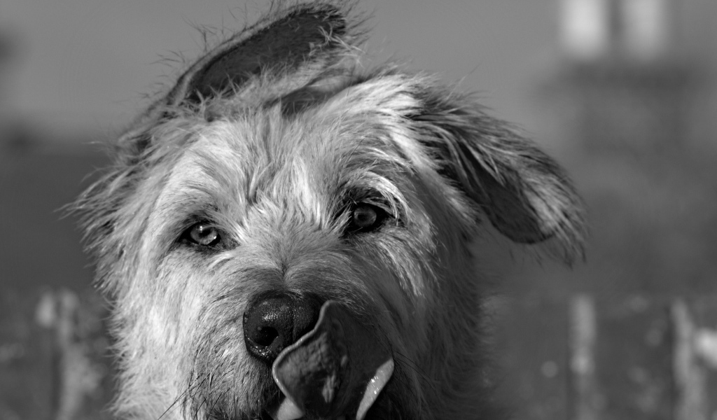 Мордочка ирландского волкодава