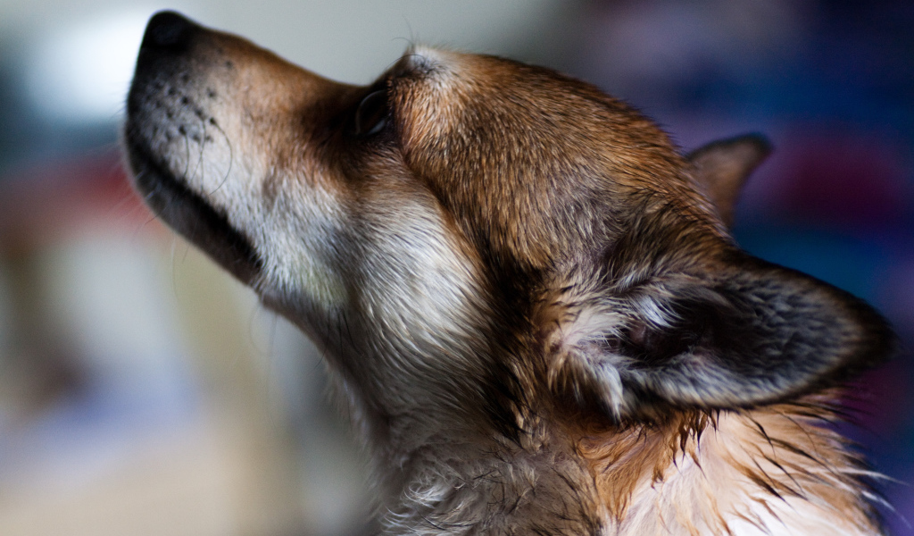 Мордочка норвежского лундехунда