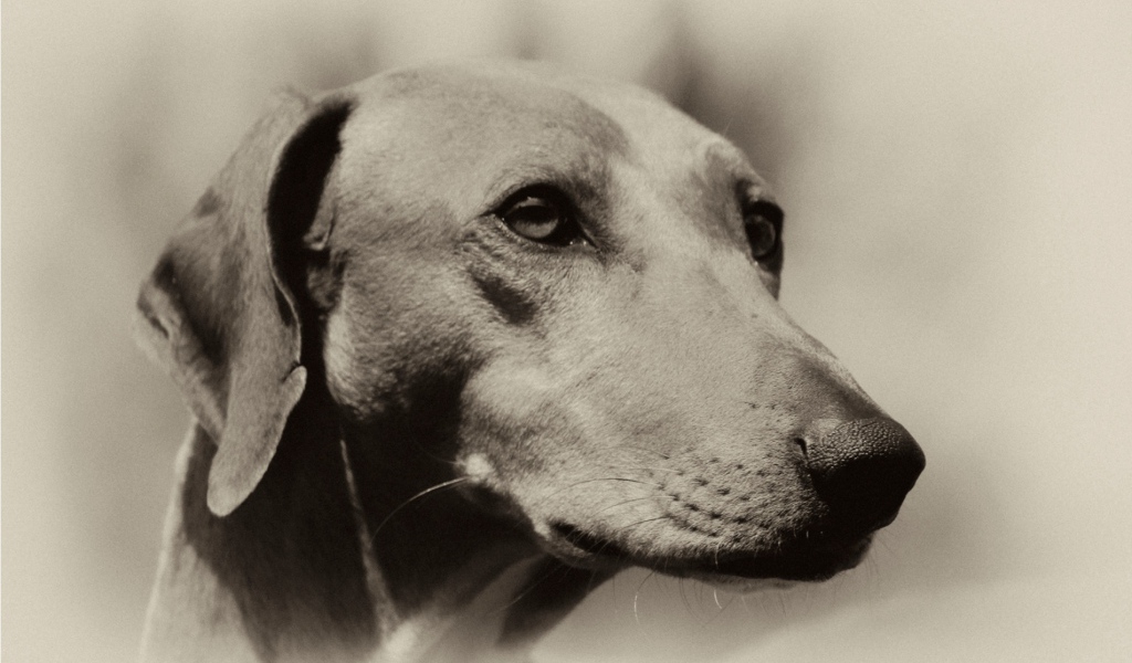 Мордочка собаки азавак