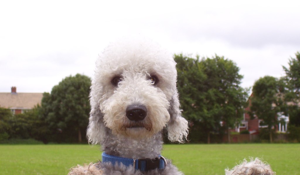 Мордашка собаки бедлингтон терьер