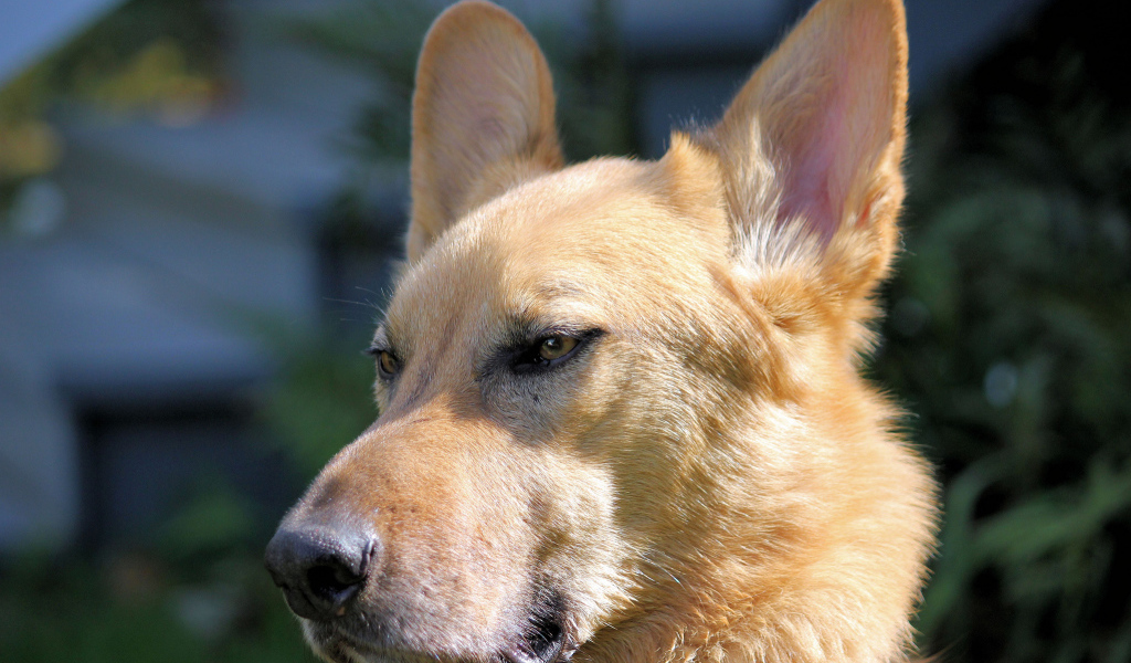 Морда пса чинук