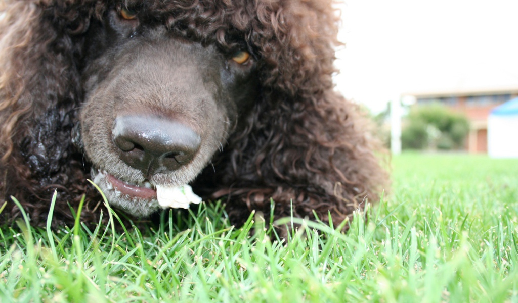 Морда собаки ирландский водяной спаниель