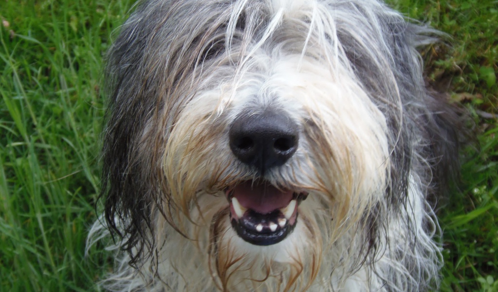 Мордашка собаки породы бобтейл