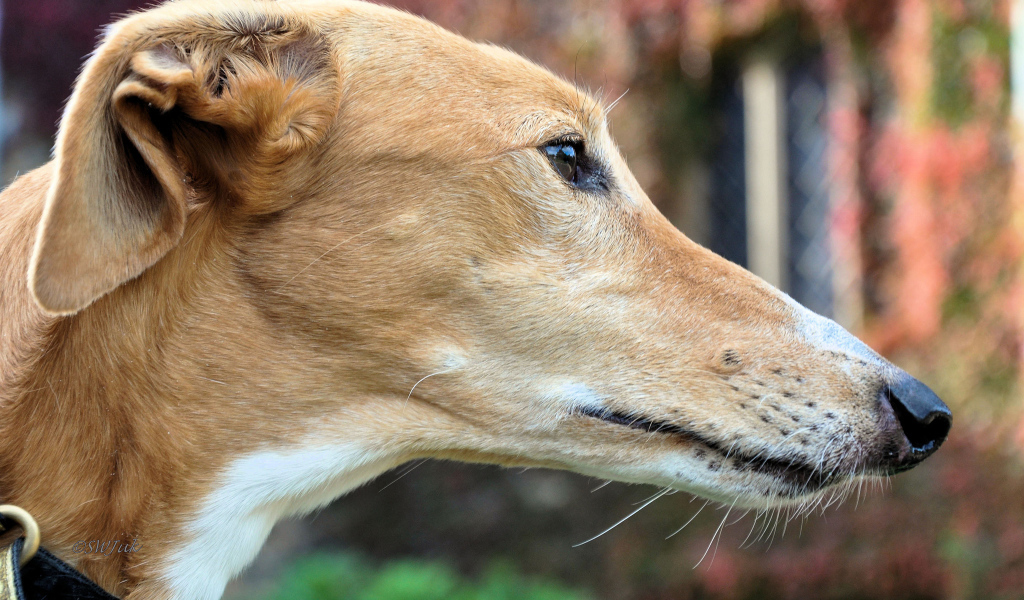 Мордочка собаки породы салюки