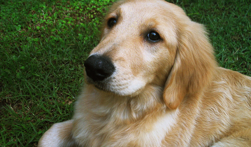 Мордочка золотого ретривера