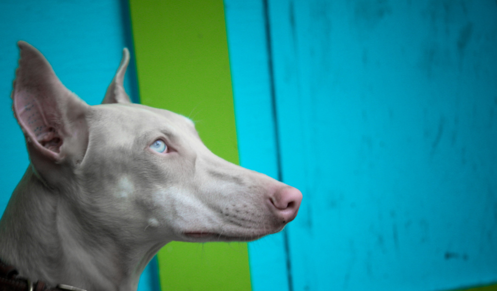 Морда серой фараоновой собаки