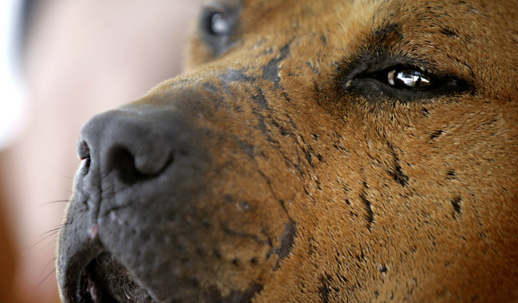 Морда старого питбуля