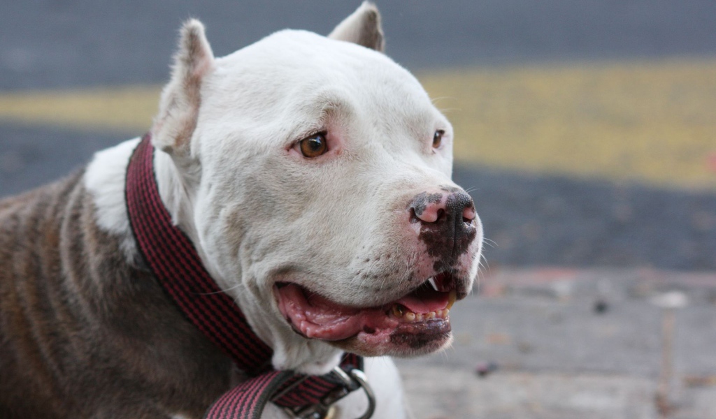 Морда белого питбуля