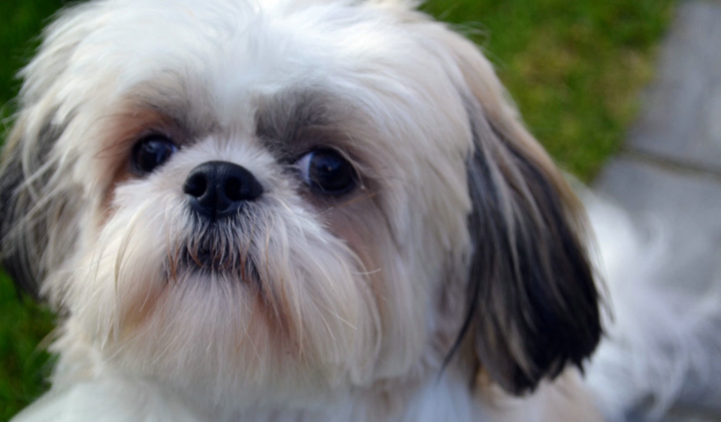 Морда белого шитцу