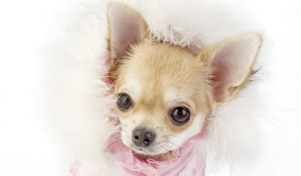 Ухоженная собака чихуахуа