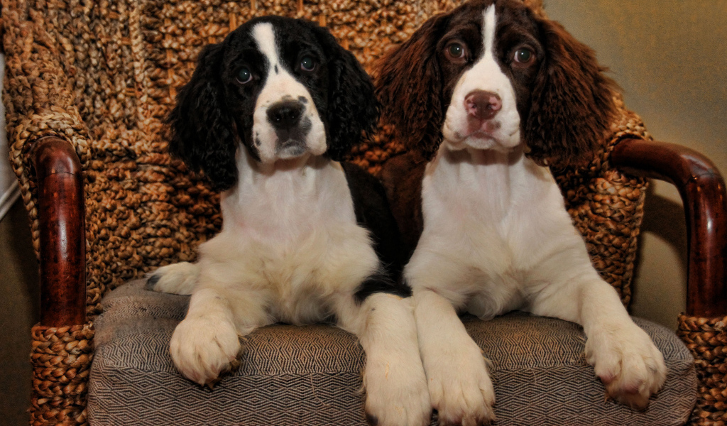 Благородные собаки английский спрингер спаниель