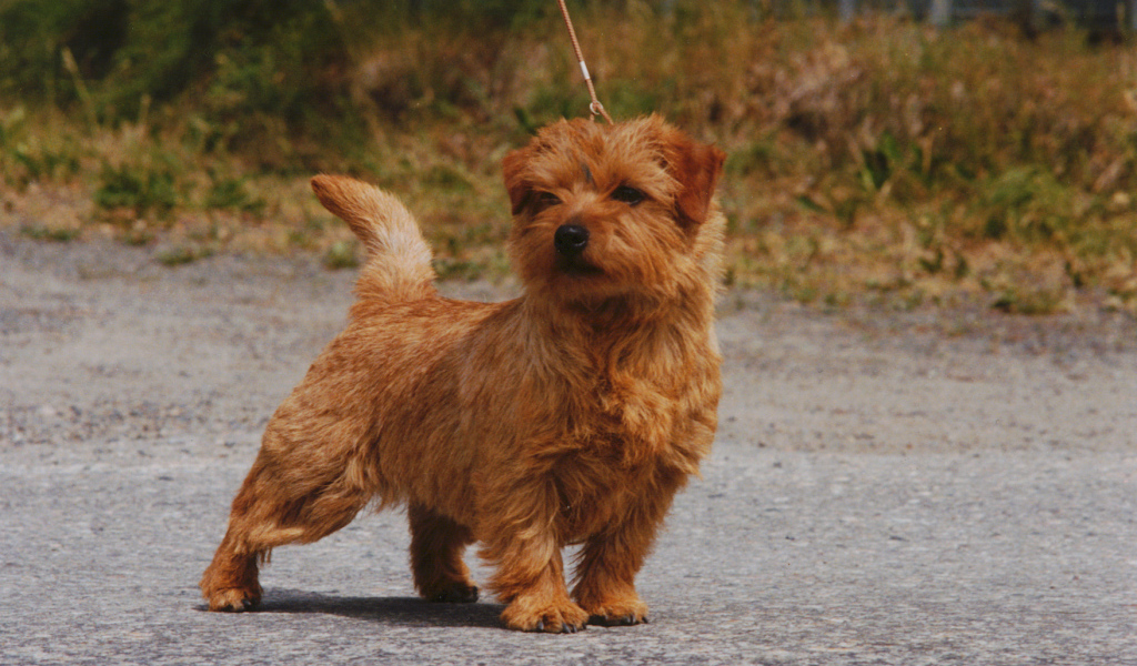 Норфолк терьер на прогулке