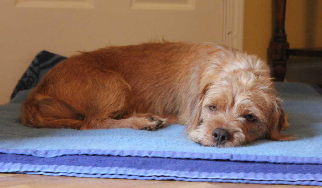 Норфолк терьер лежит на коврике