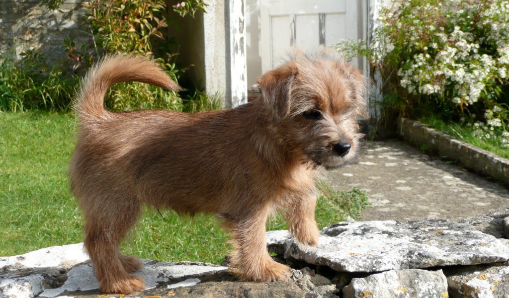 Норфолк терьер на камнях