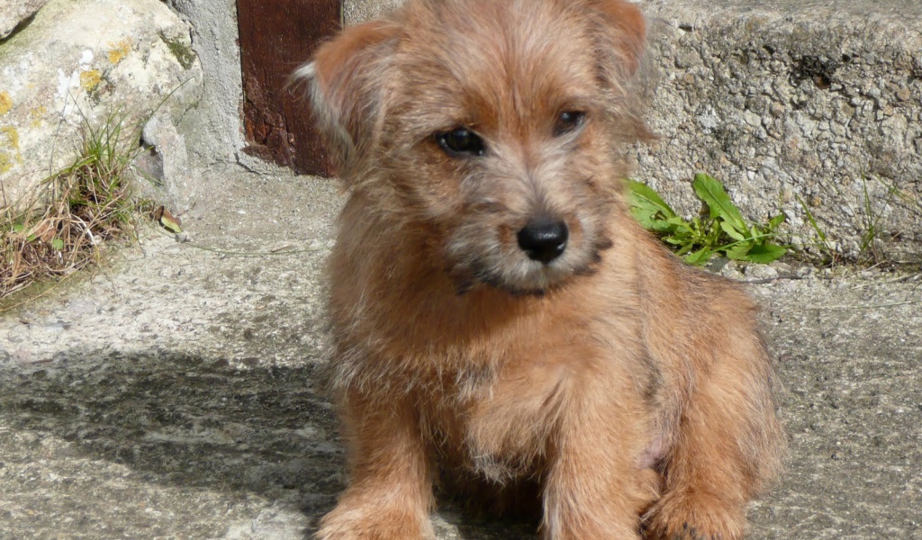 Щенок норфолк терьер