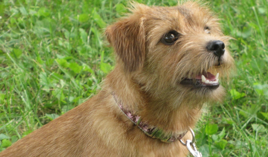 Любознательный норфолк терьер