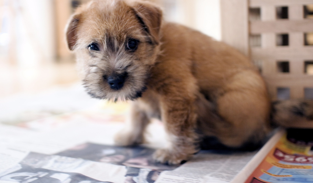 Красивый щенок норфолк терьер