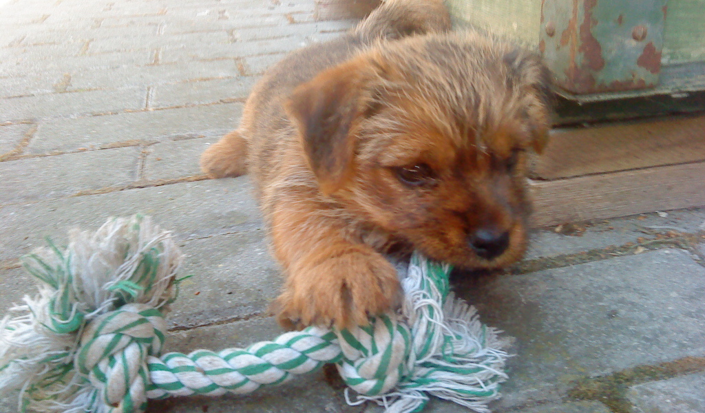 Щенок норфолк терьер грызет игрушку