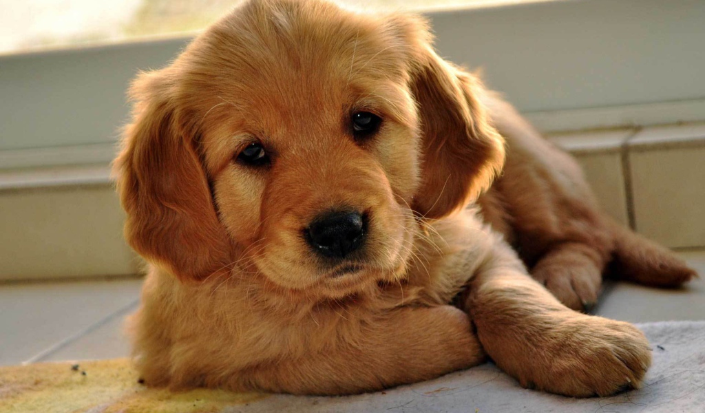 Грустный щенок норфолк терьер