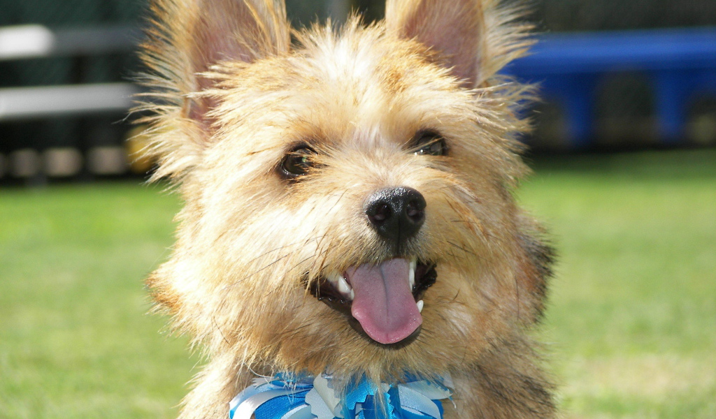 Норфолк терьер с голубым бантом