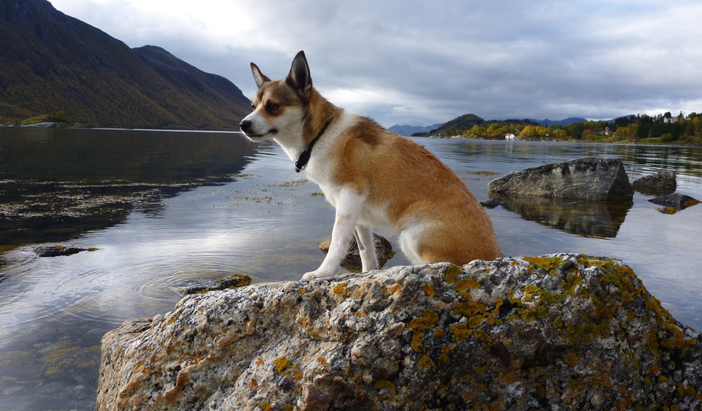 Норвежский лундехунд на камне
