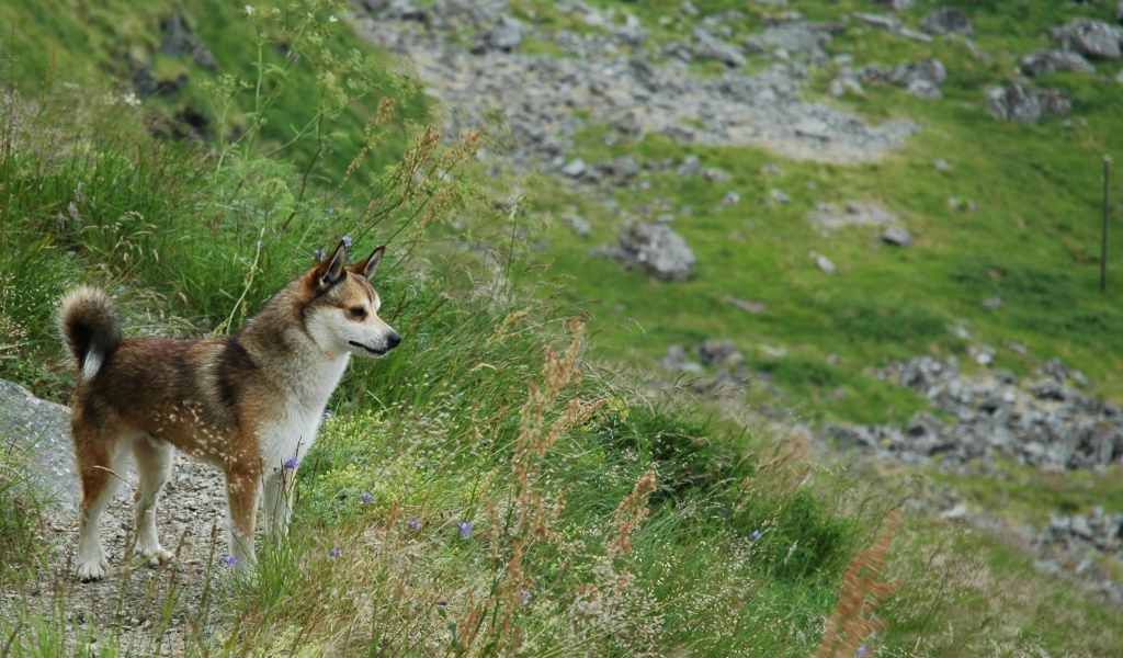 Норвежский лундехунд в горах