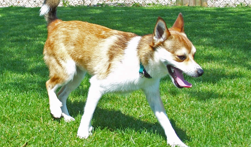 Норвежский лундехунд на газоне