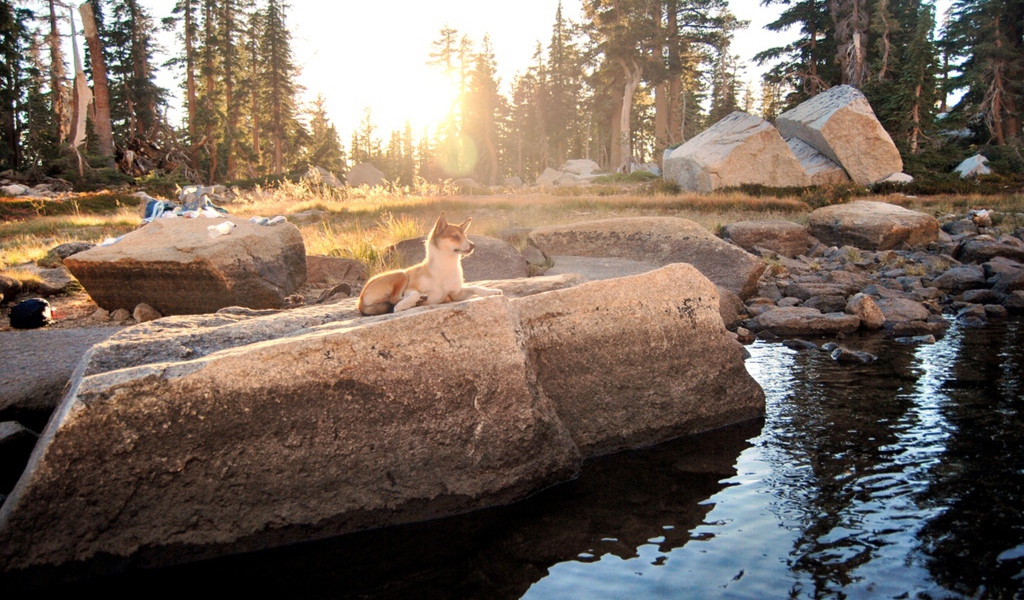 Норвежский лундехунд у воды