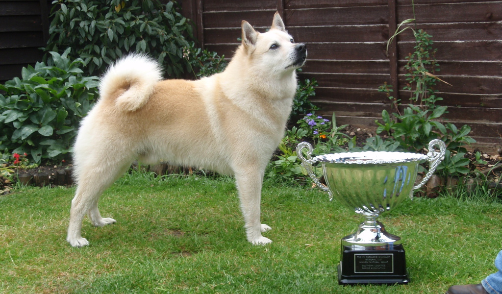 Норвежский лундехунд с наградой