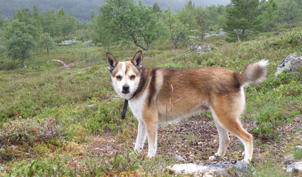 Строгий взгляд норвежского лундехунда