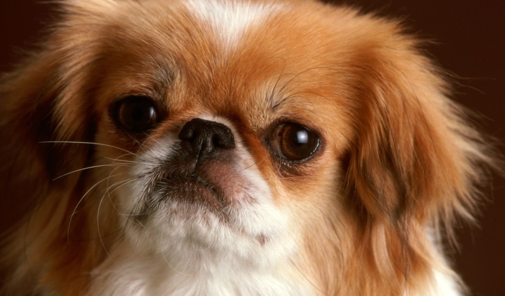 Обиженная морда пекинеса