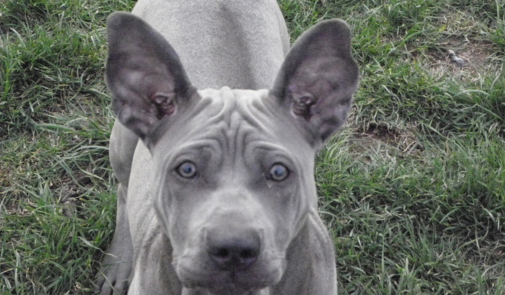 Ах этот взгляд тайского риджбека