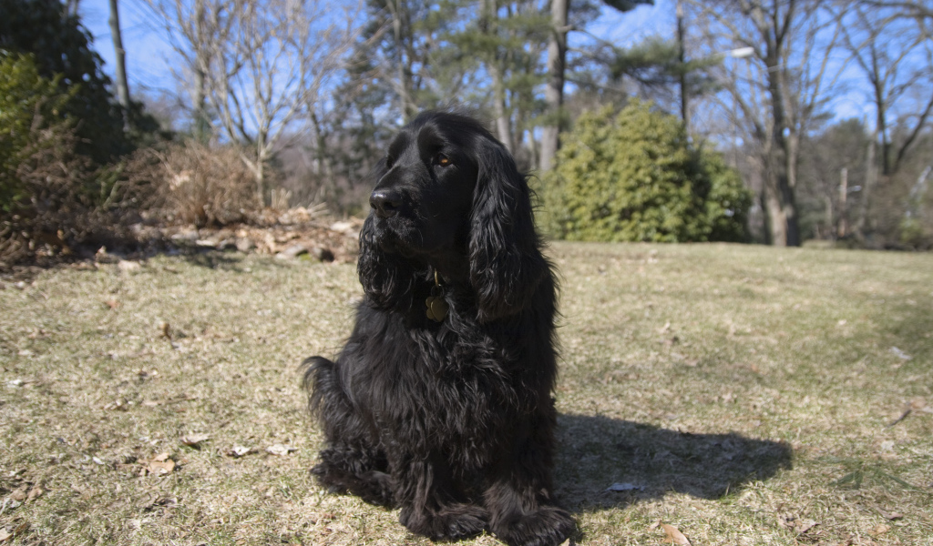 Старый спаниель в лесу