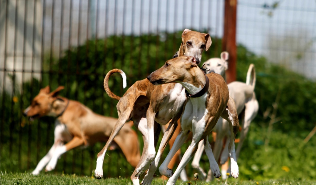 Стая собак азавак