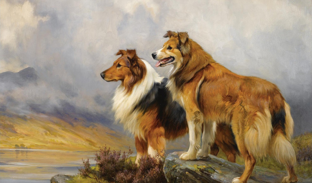 Картина с собаками колли