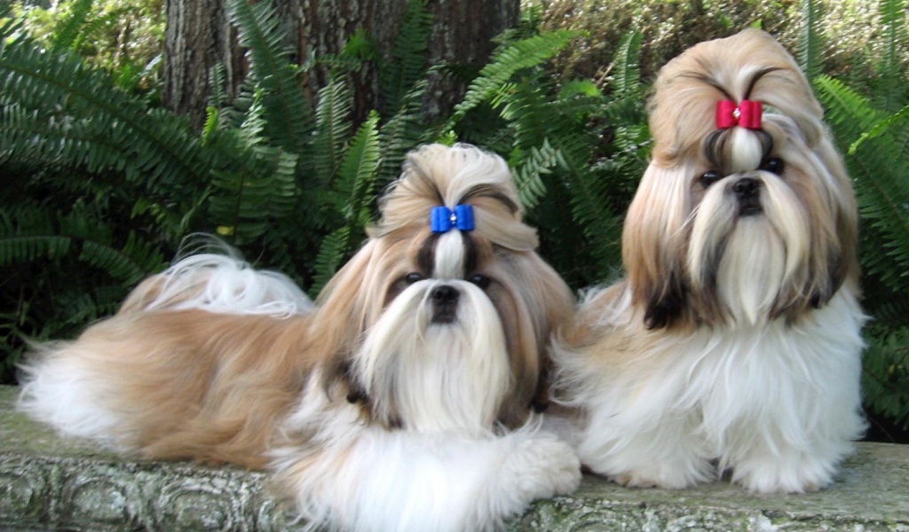 Пара ухоженных шитцу