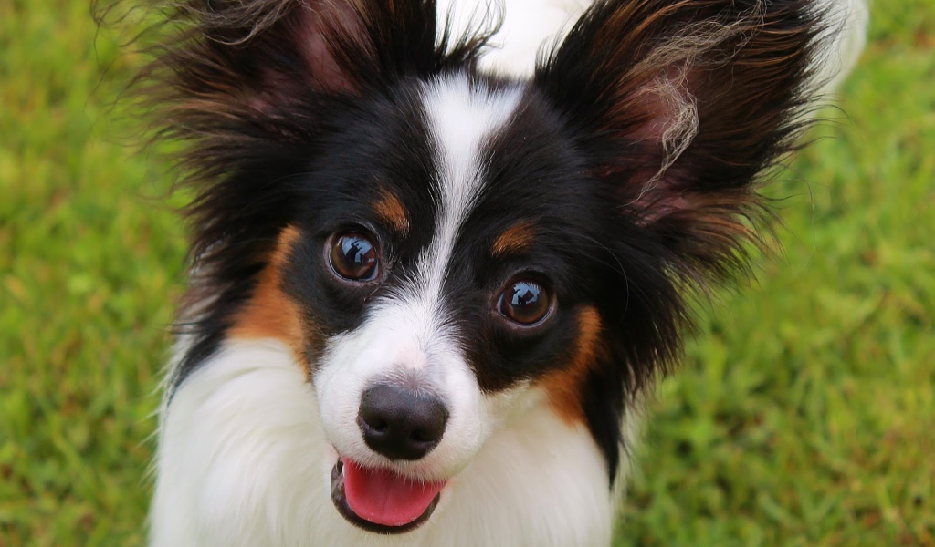 Папильон французская порода собак