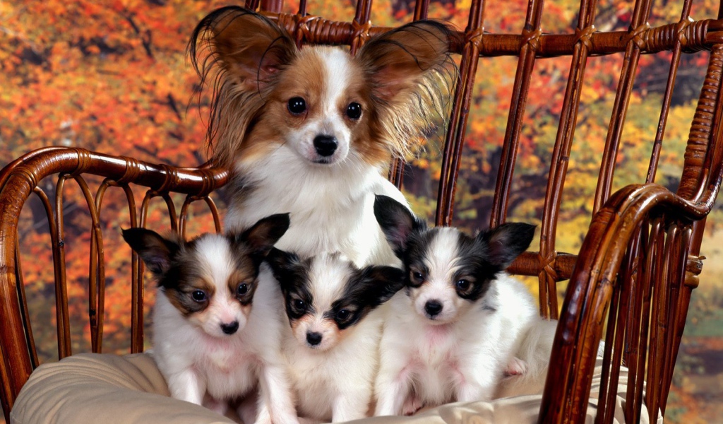 Мама папильон с щенками