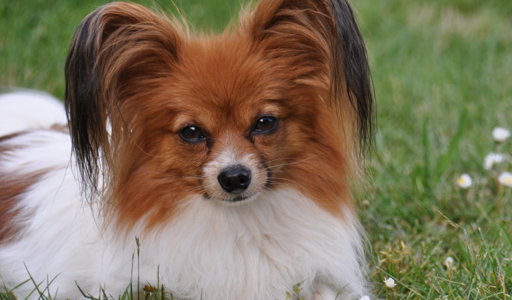 Папильон отдыхает в траве