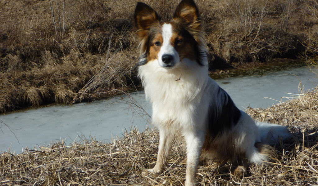 Папильон на берегу ручья