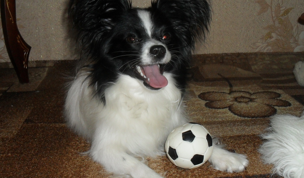 Папильон играет в футбол