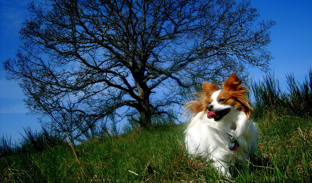 Папильон играет у дерева