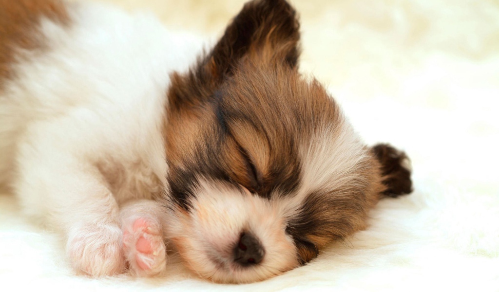 Спящий щенок