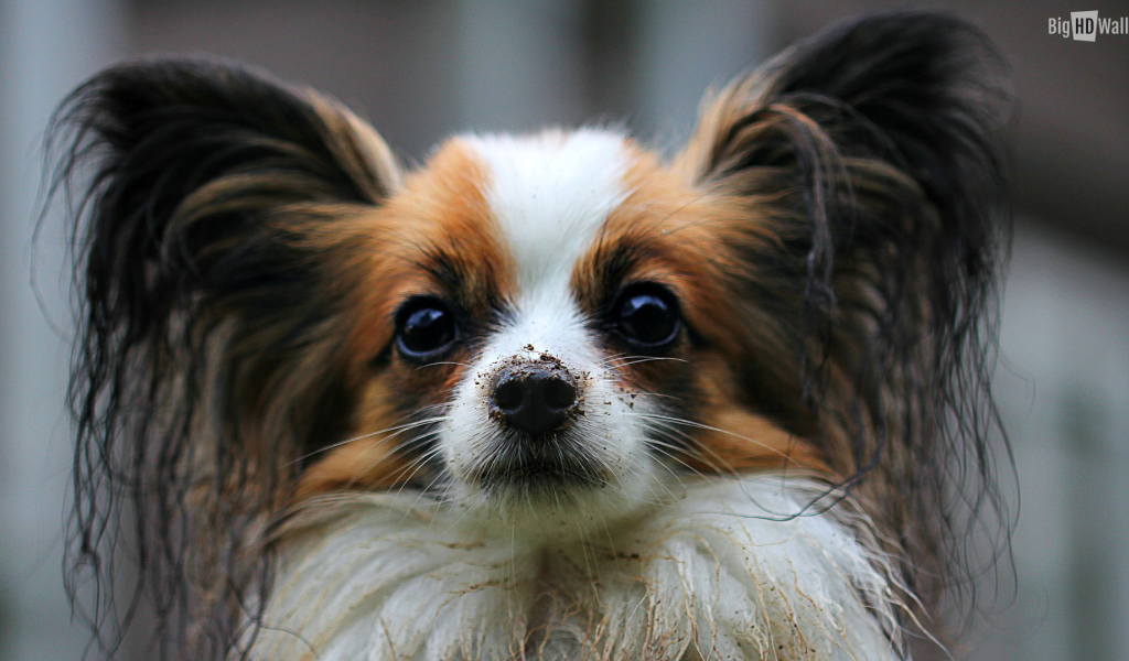 Папильон с грязным носом