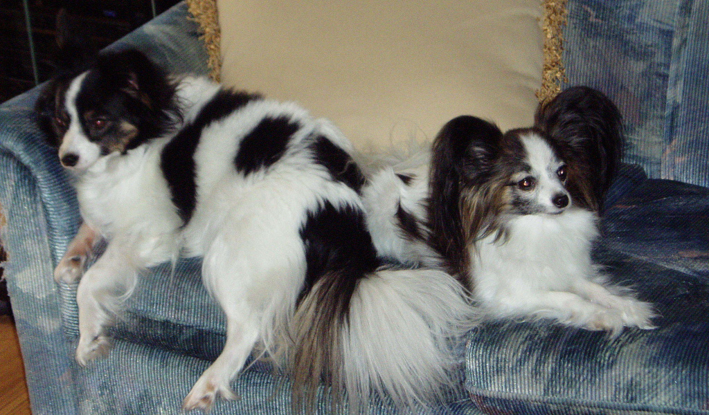 Papillons couple on the couch