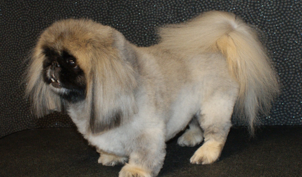 Собака пекинес на черном фоне